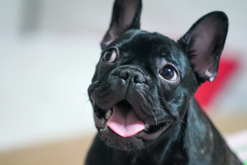 French bulldog clearance grooming products