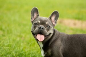 French Bulldog Health & Care Guides - Top Frenchie