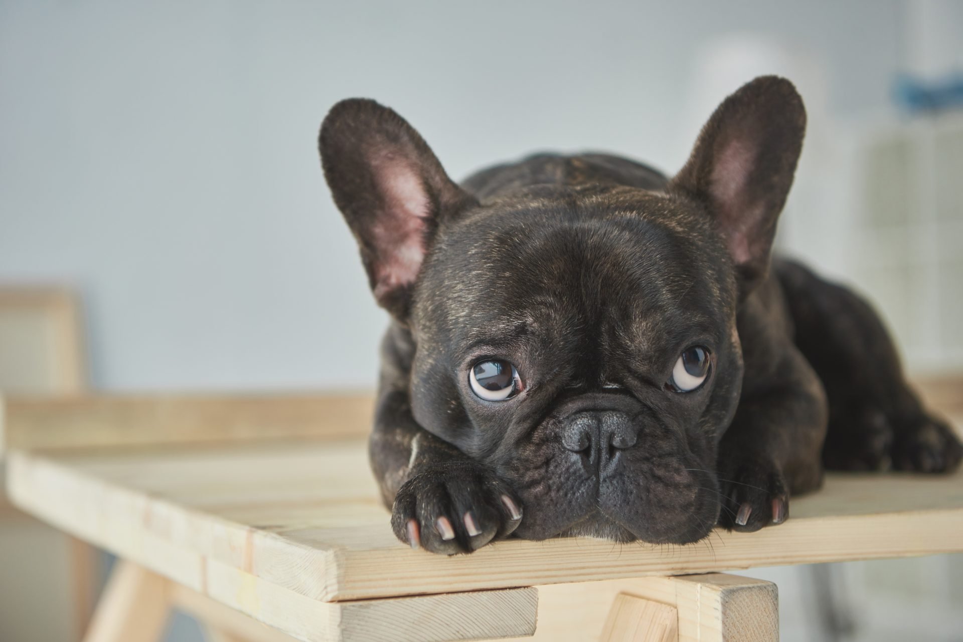 French Bulldog Behavior Problems & How To Stop Them French Bulldog Behaviour Problems