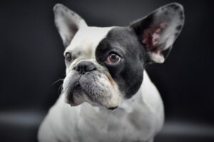 french bulldog allergy symptoms