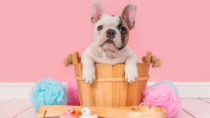 French Bulldog Grooming Guide - Top Frenchie