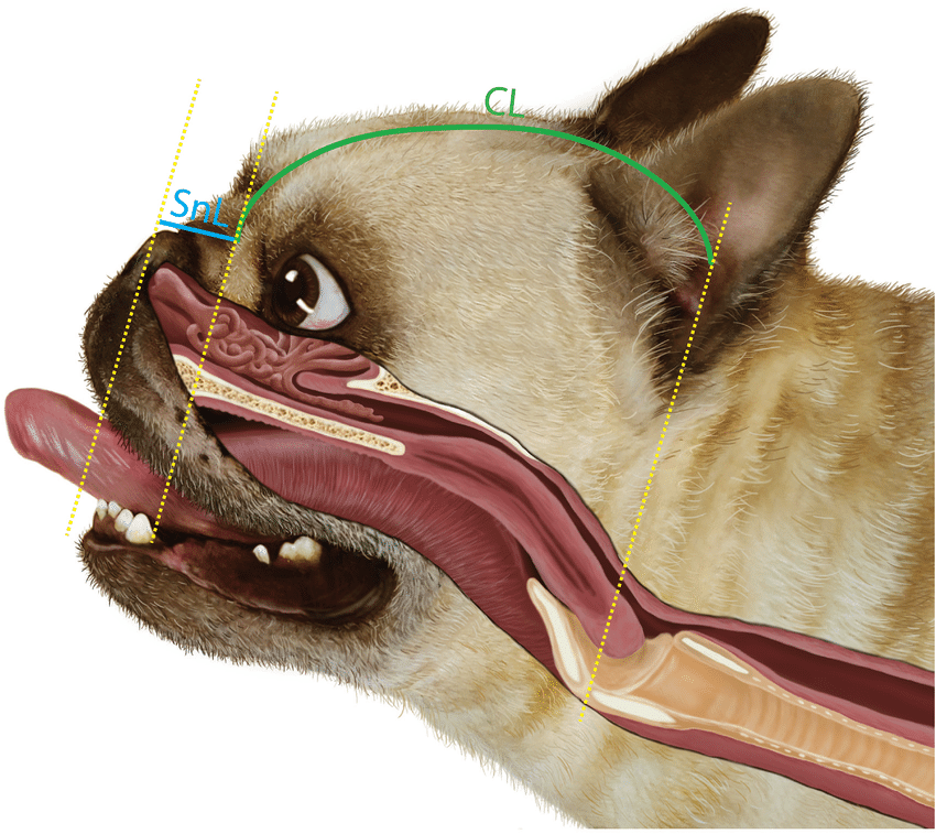 French clearance bulldog wheezing