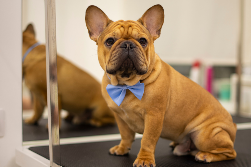 Stripping comb for french bulldog sale