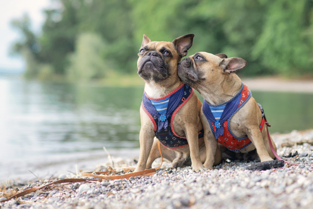 Best French Bulldog Harness, 5 Awesome Harness Types