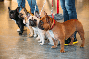 French Bulldog Colors - Top Frenchie
