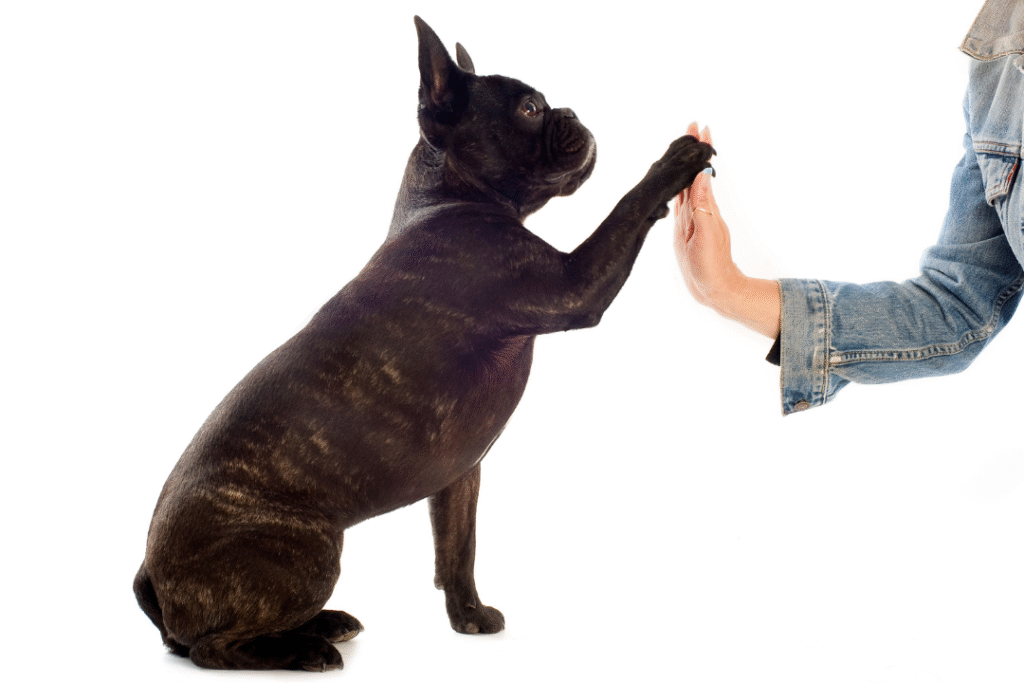 https://topfrenchie.com/wp-content/uploads/2023/03/French-Bulldog-Paw-and-Nail-Care-Top-Frenchie-1024x683.png