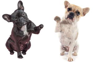 French Bulldog Paws