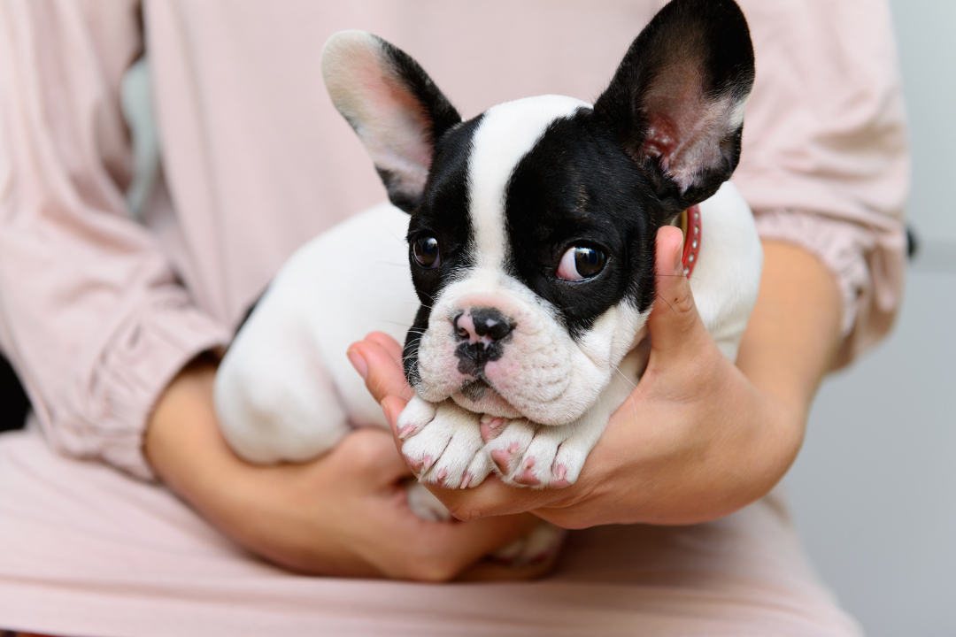 French Bull Blue Ocean Stripe Silicone Brush