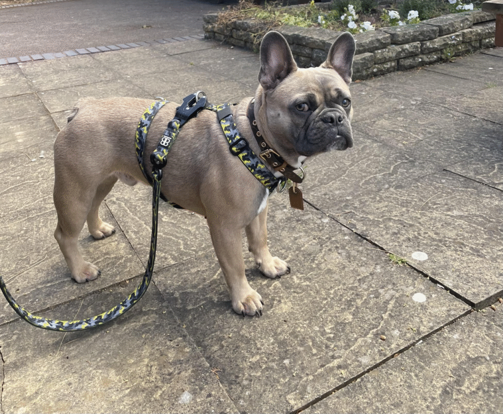 French bulldog store collars and harnesses