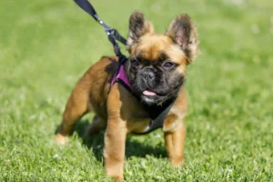 Fluffy Frenchie Breed Guide - Top Frenchie