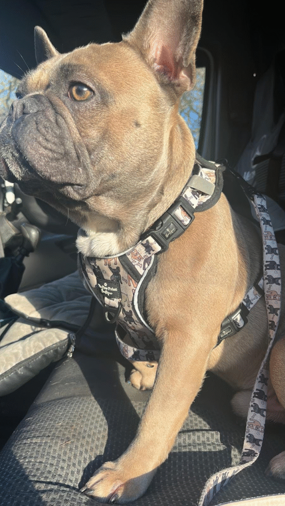 French Bulldog Harness Versatile Health Harness Ice Cream 