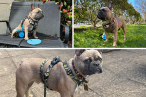 Top 3 French Bulldog Harnesses - Top Frenchie