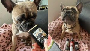 Bugalugs Nose & Paw Balm Review - Louis - Top Frenchie