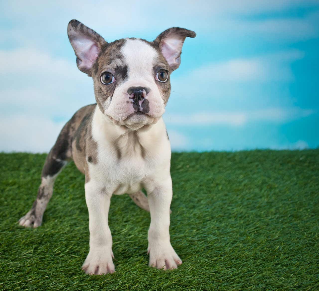 Frenchton store dog breed