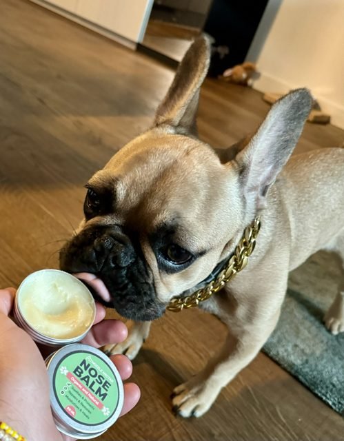 Nozzle Nectar Dog Nose Balm Review - Top Frenchie