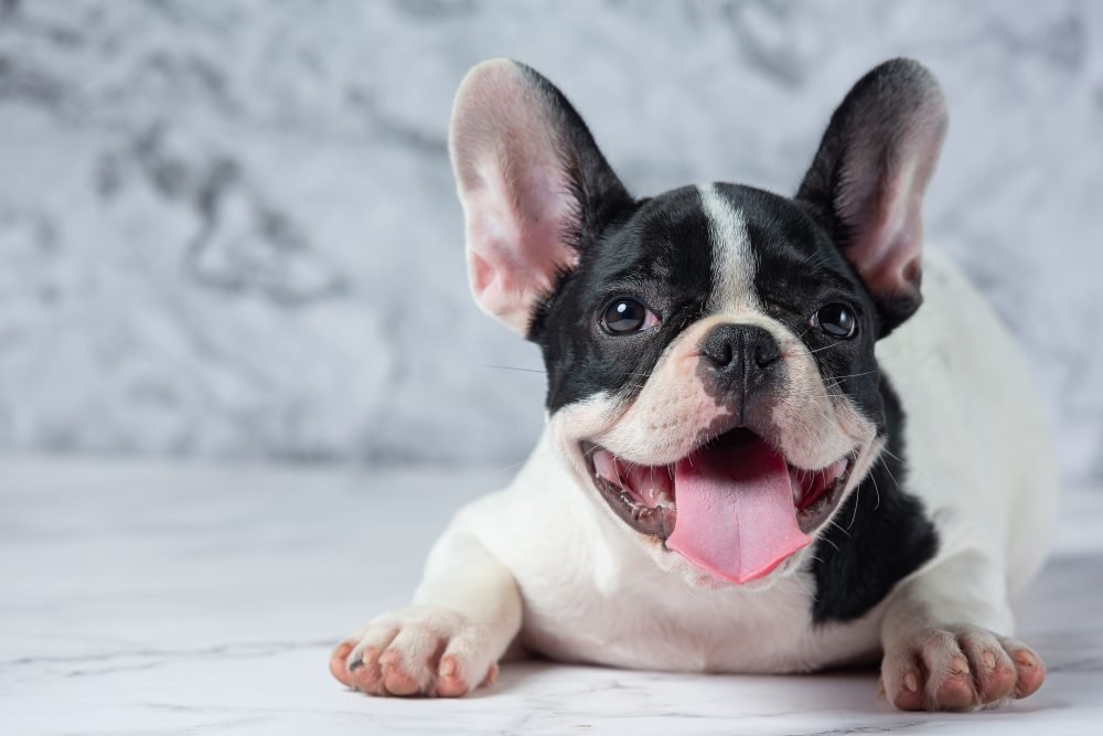 Advanced Training Techniques For French Bulldogs (Source: Freepik)